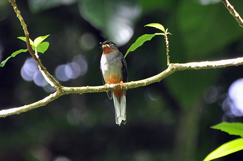 Rufous-throated solitaire